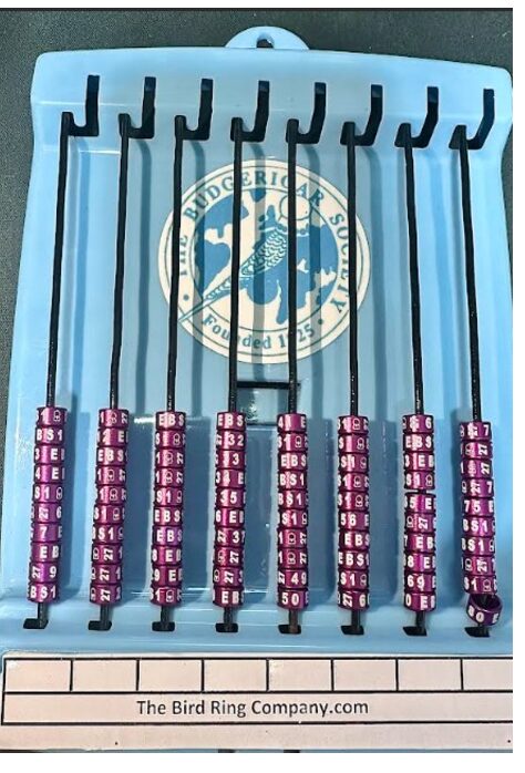 2027 Colour Closed Rings (Colour Budgerigars)