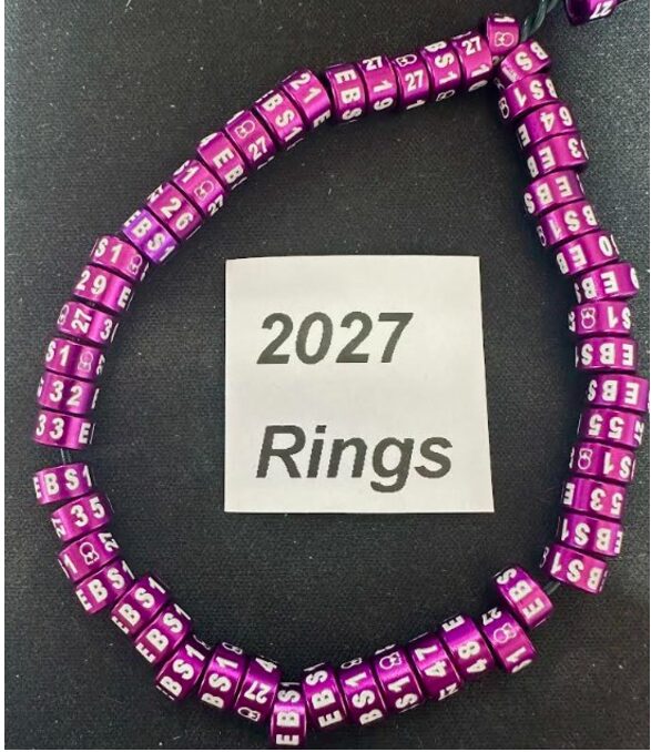 2027 Standard Closed Rings (Exhibition Size)
